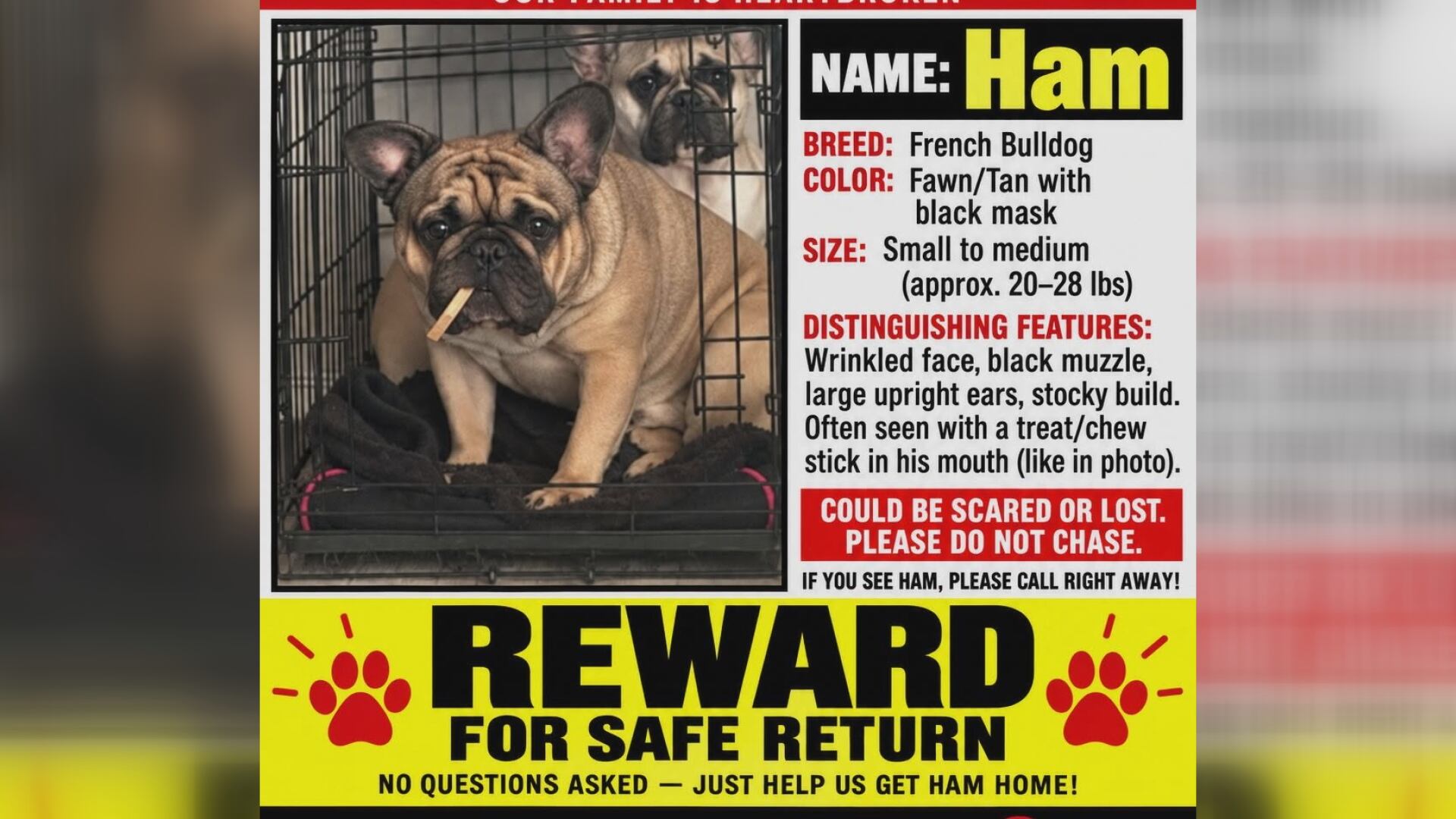Greene County Deputy Seeks Public’s Help Locating Missing French Bulldog