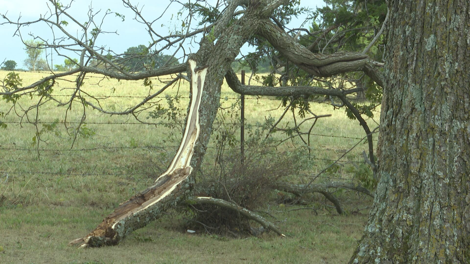 Strong Winds Cause Property Damage and Downed Trees in Billings, Missouri