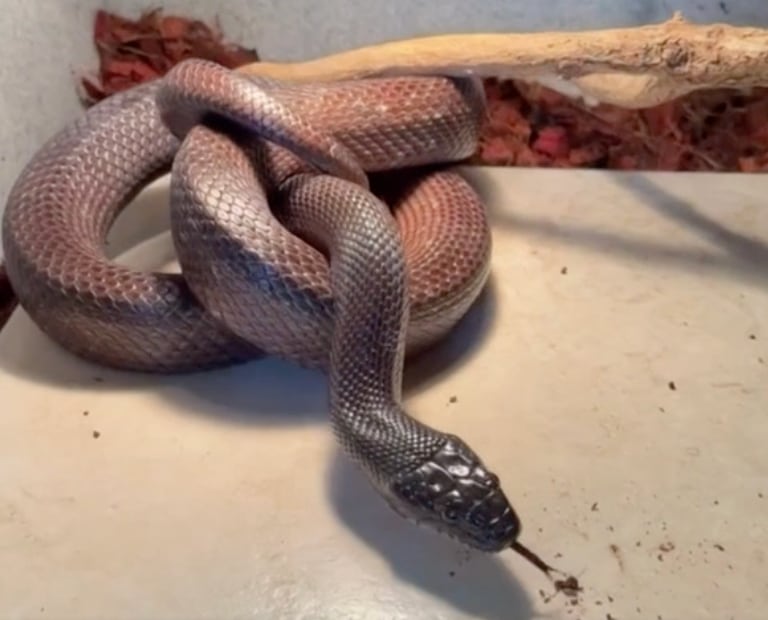 The Wild Side: A rat snake