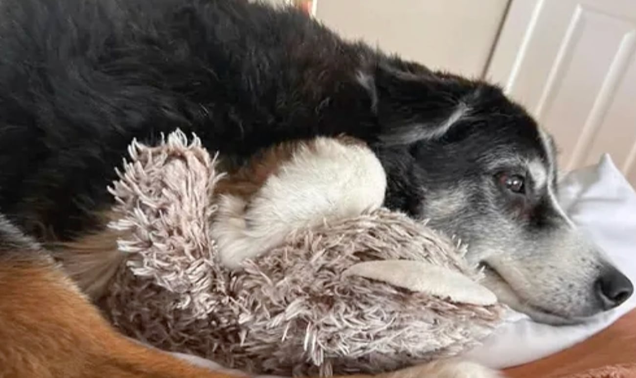 Family Searches for Missing Deaf Australian Shepherd in Crane, Missouri