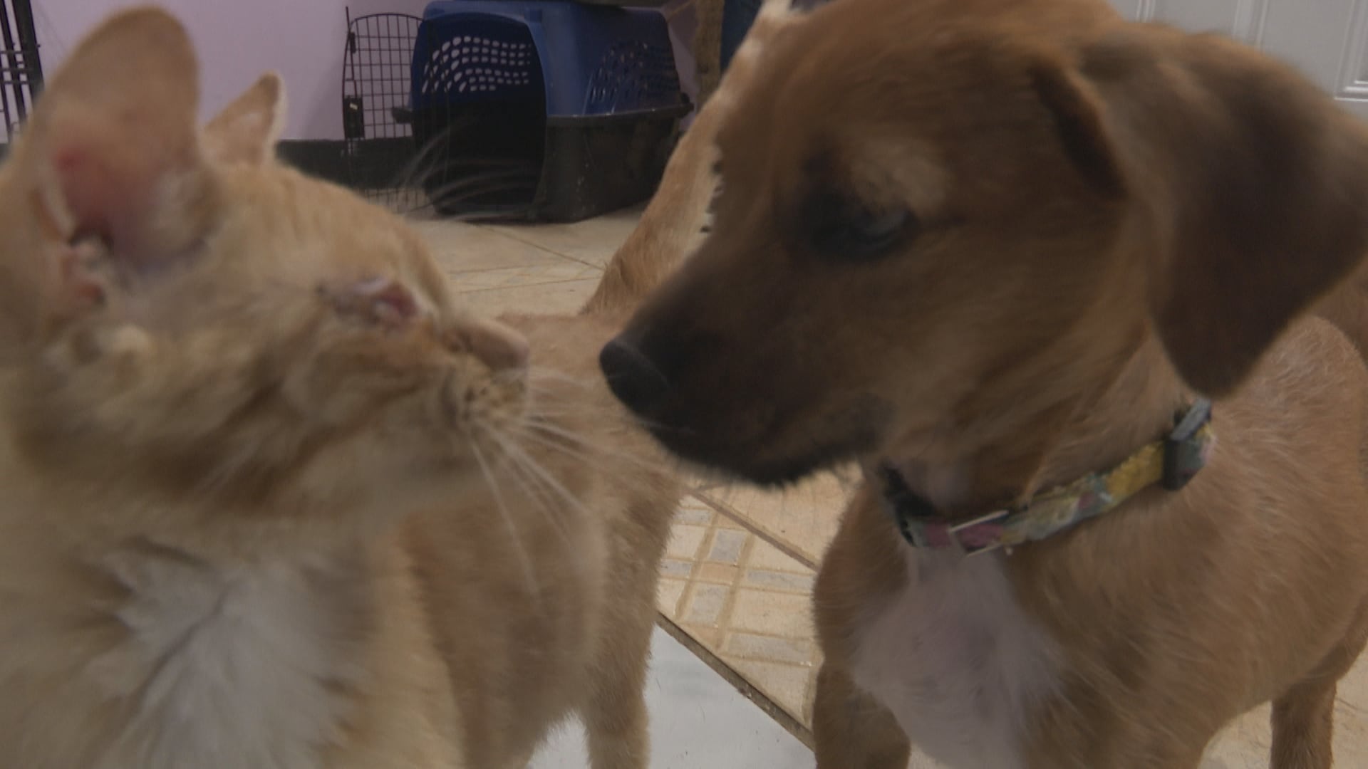 West Plains animal rescue asking for community help to pay back $23,000 veterinarian debt