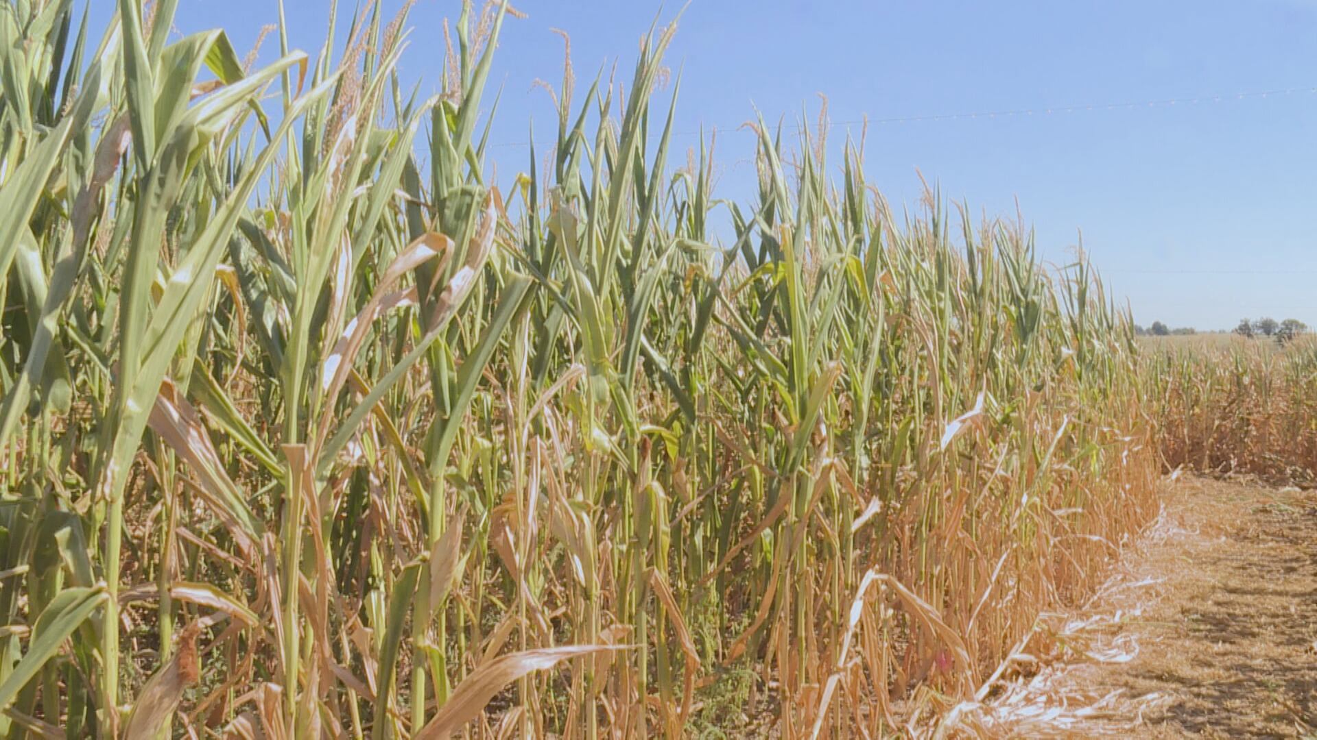 Ozarks Corn Mazes Adapt to Heat and Drought for Fall Season