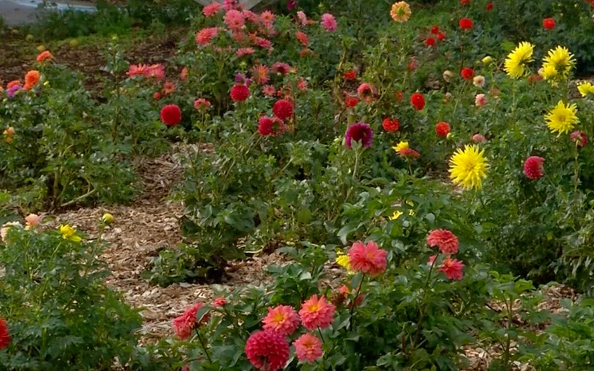 Fassnight Creek Farm Showcases Dahlias and Mums for Fall Color