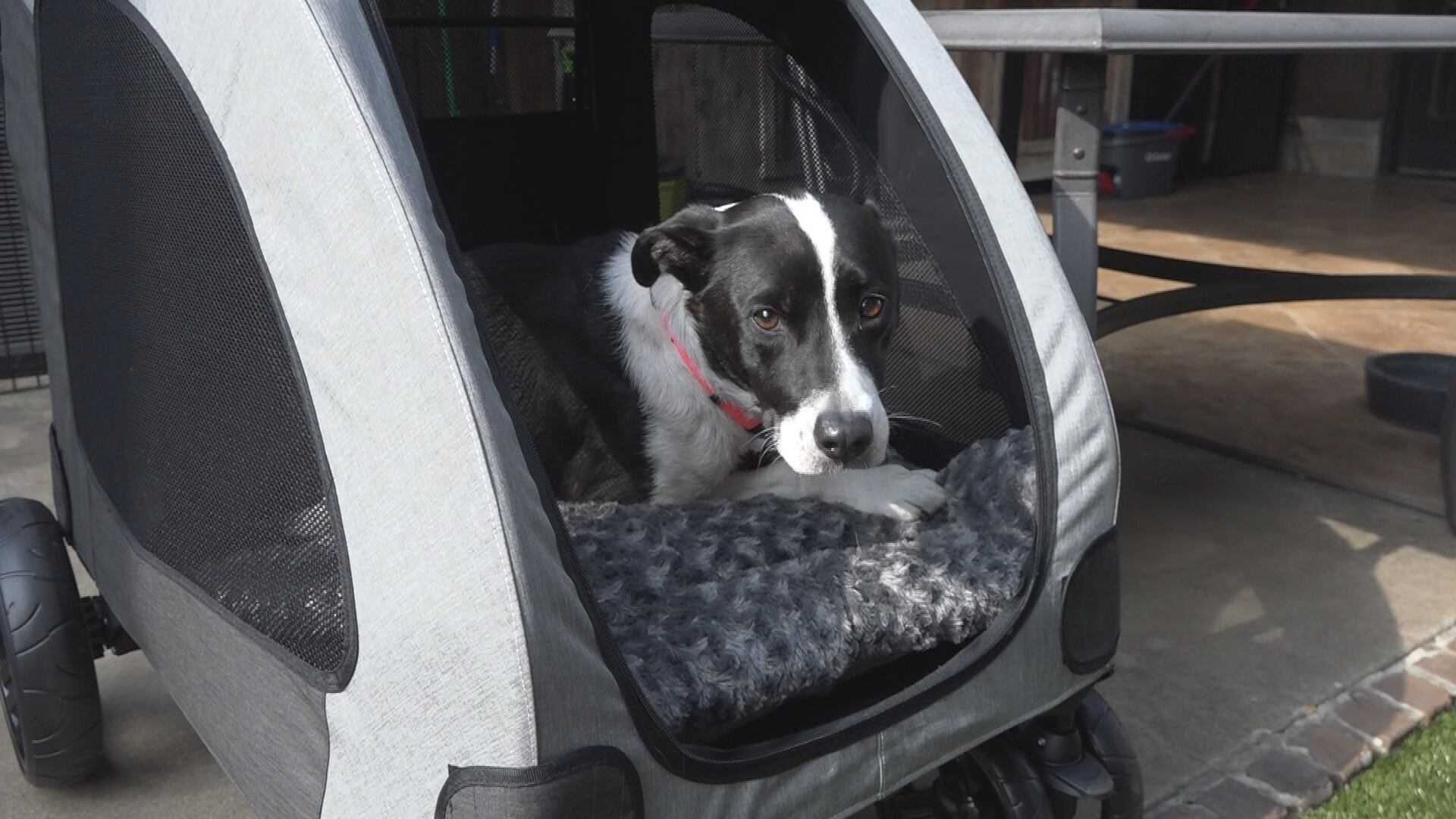 Springfield Dog Azra Learns to Walk Again With Foster Care and Rehabilitation