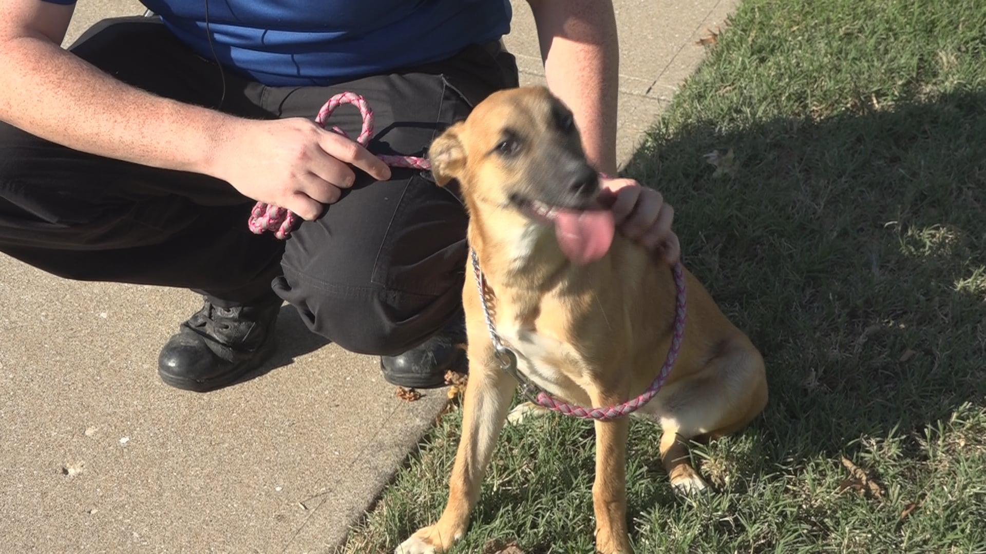 Lost Puppy Found Wandering in Springfield Restaurant Parking Lot