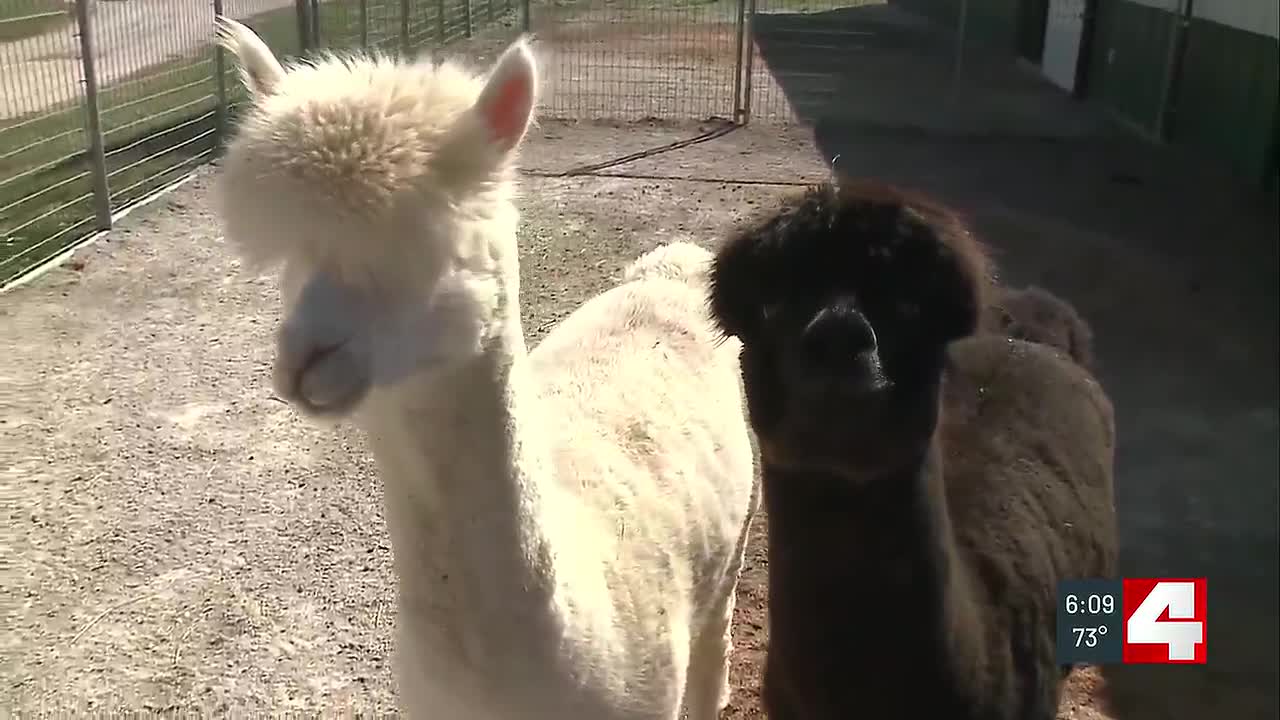 Judge awards custody of 170 hoarded animals to Humane Society of Missouri