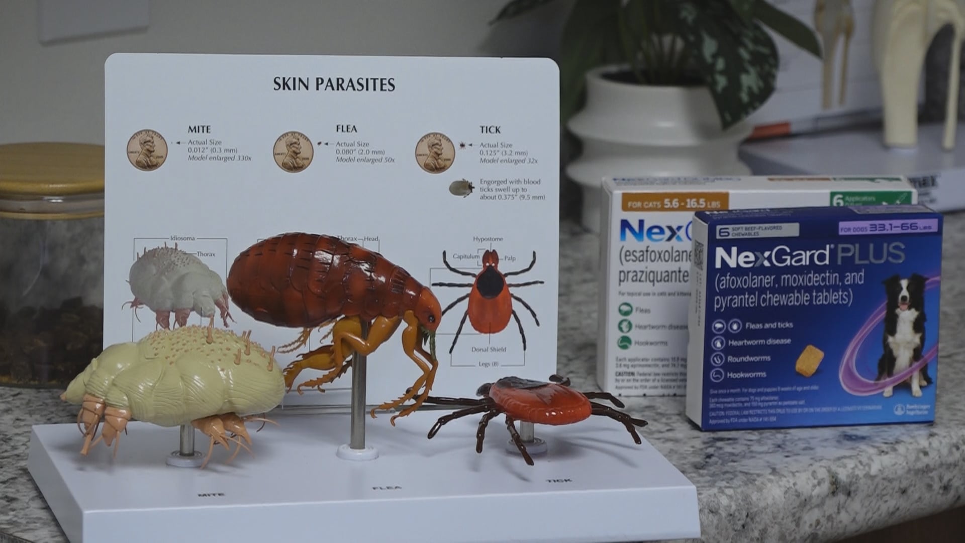 Springfield Veterinarians Warn of Fatal Tick-Borne Disease in Cats