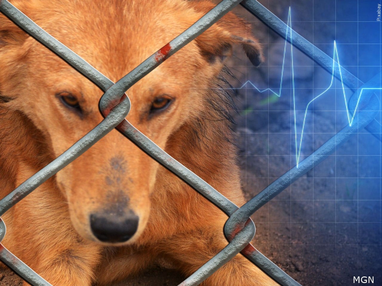 Rabies Detected in Greene County Bats Amidst National CDC Warning