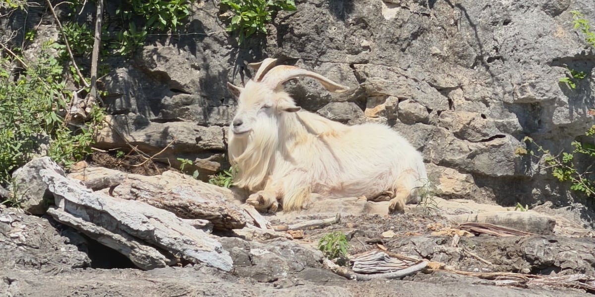 Alake Goat Ozarks Life: The search for Crisco the Goat on Table Rock Lake