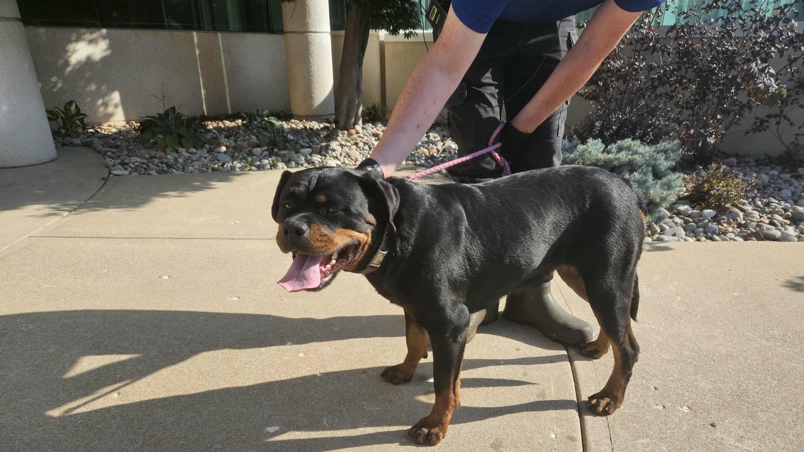 Leigh’s Lost and Found: Rottweiler found running loose with a tie out chain