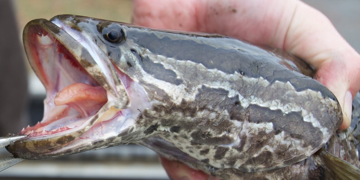 Snakehead Fish Invaded Invasive northern snakehead fish found in southeastern Missouri for ...