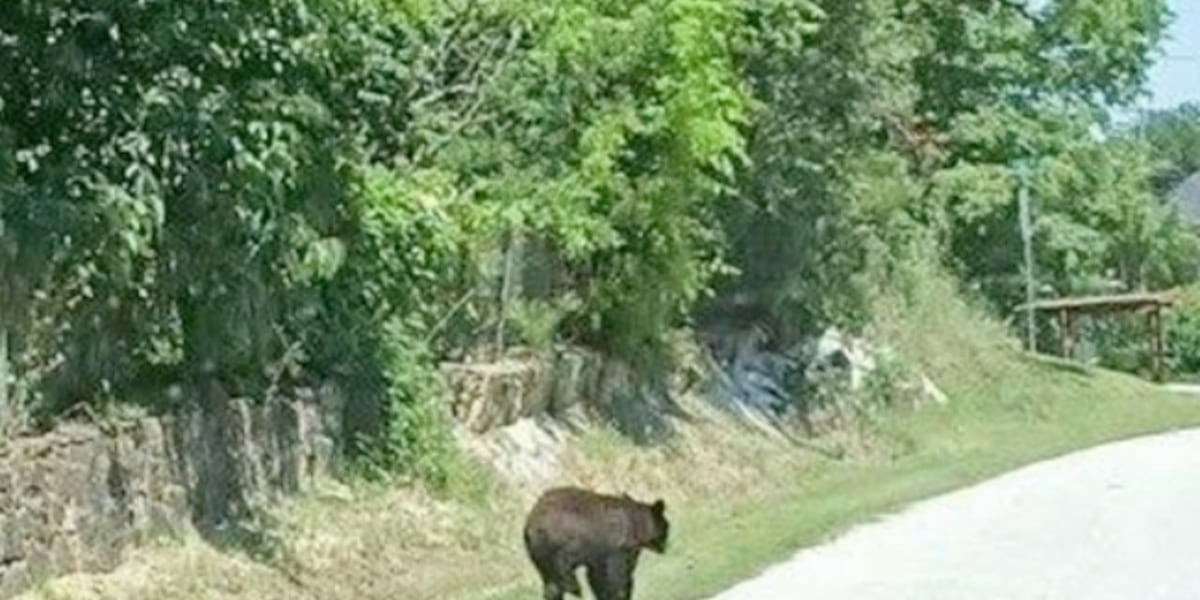 Hollister, Mo., police warn public of bear sighting