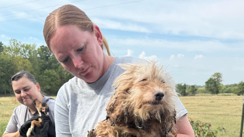 Courtesy: The Humane Society of Missouri