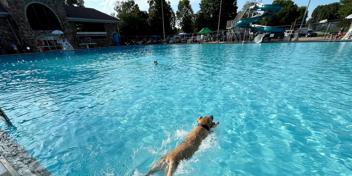 Dogs close Springfield's Fassnight Park pool with the annual 'Dog Dogs close Springfield's Fassnight Park pool with the annual 'Dog
