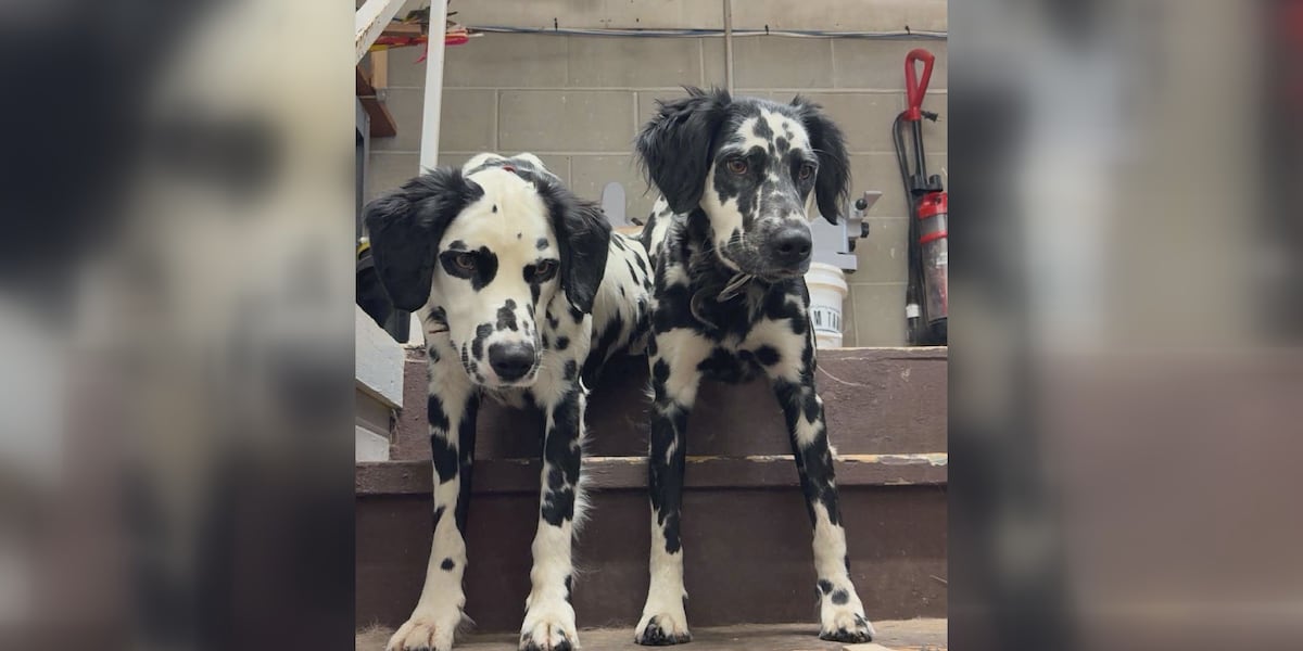 Leigh's Lost and Found: $1,000 Reward for Missing Dalmatian Duo