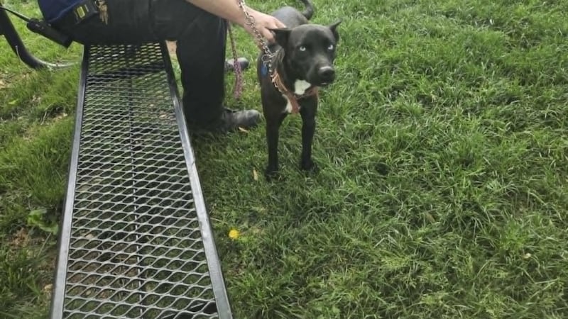 The Husky mix was found with a faded red collar on