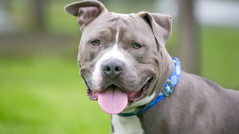 Leigh's Lost and Found: clearing up confusion about Springfield's Pit Bull  ordinance