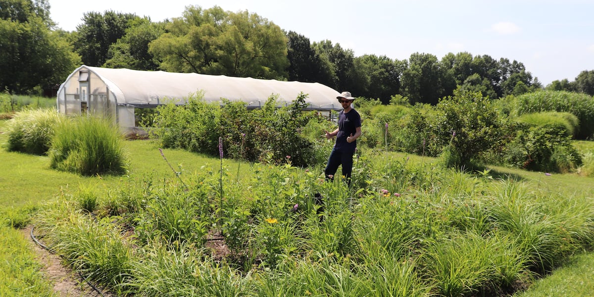 How a rain garden could help your yard with wet weather in the Ozarks