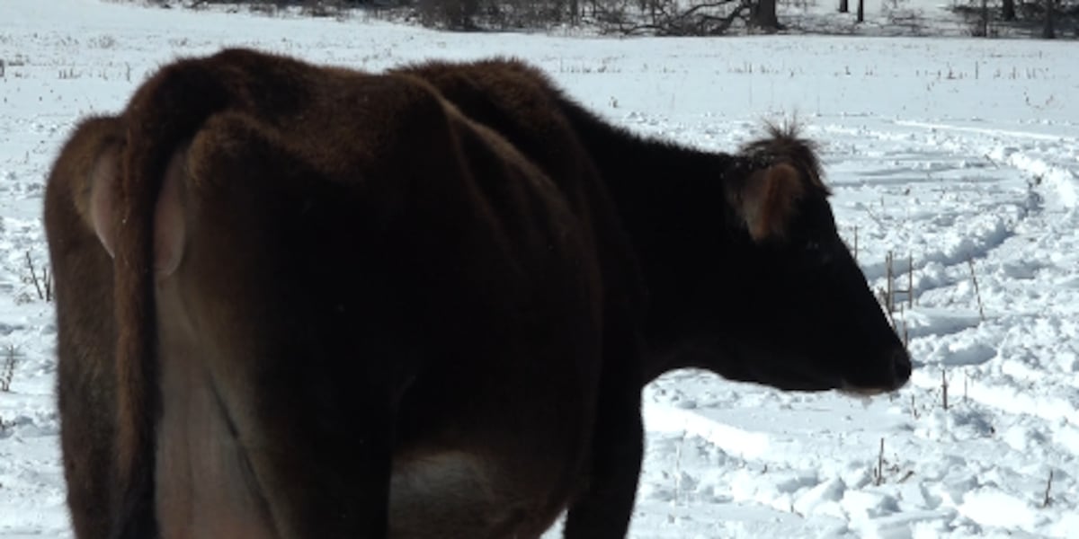 Ozarks cattle farmers face challenges with extreme cold during calving season