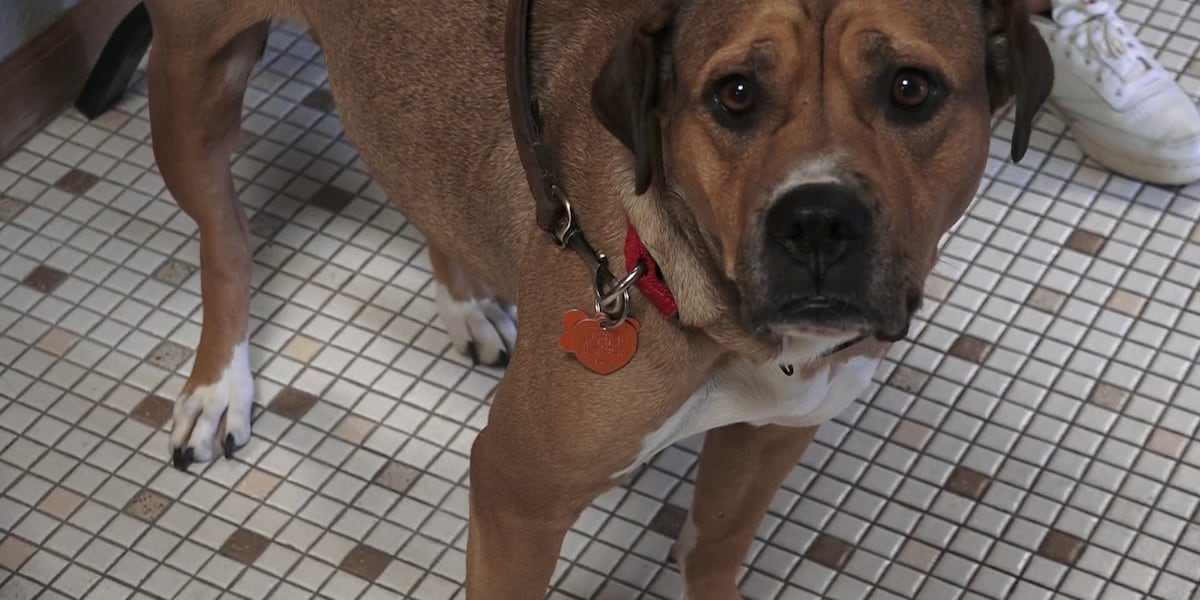 Springfield Il Rescue Dogs Springfield animal rescue in ‘crisis mode’ with influx of stray pets ...