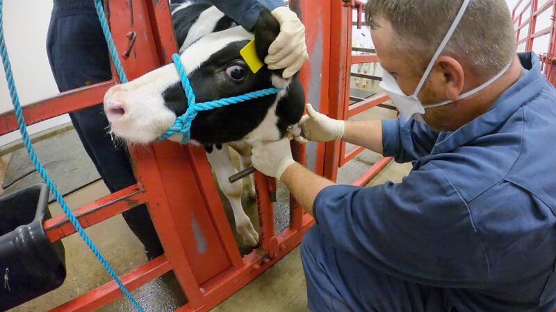 FILE - In this photo provided by the U.S. Department of Agriculture, an animal caretaker...
