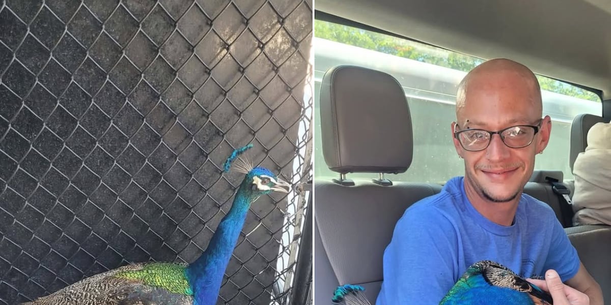 Runaway Peacock Caught by Republic Animal Control