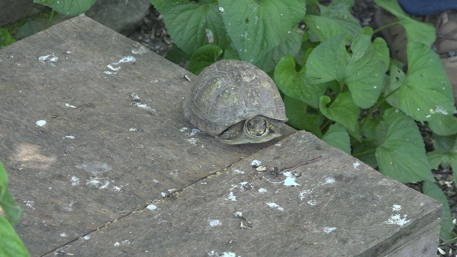 Turtle Boon Boone Co. Turtle Rescue and Rehabilitation saves injured turtles ...