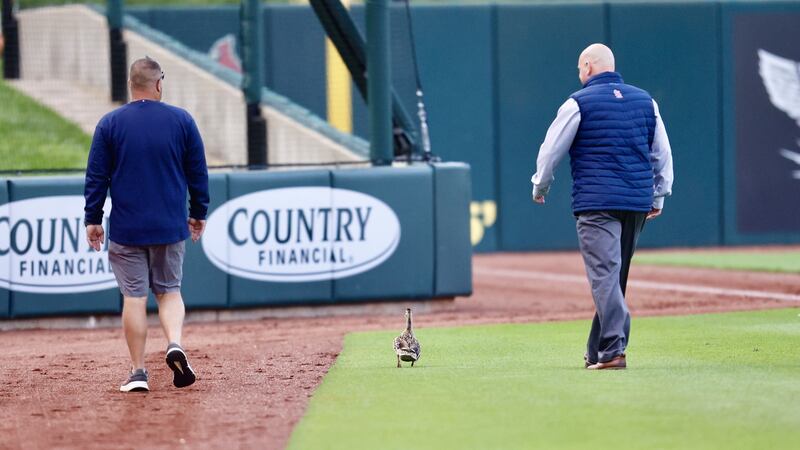 Courtesy: The Springfield Cardinals