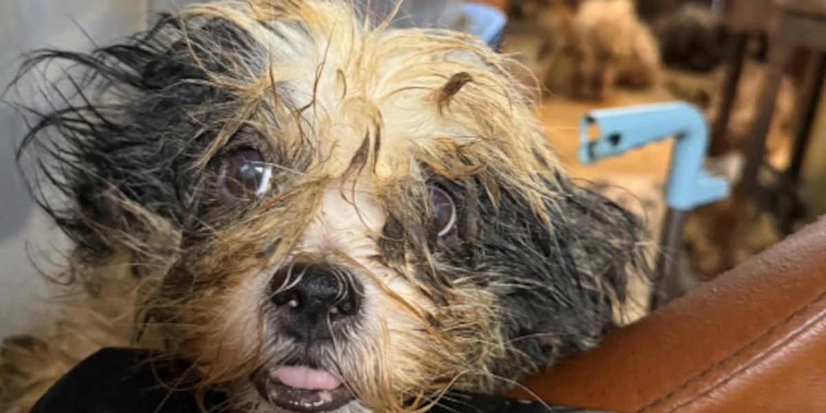 Missouri Humane Society rescues nearly 211 starving dogs and other animals in Christian County