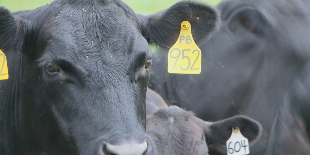 Arkansas wildlife officials warn against treating screwworm-infested animals yourself