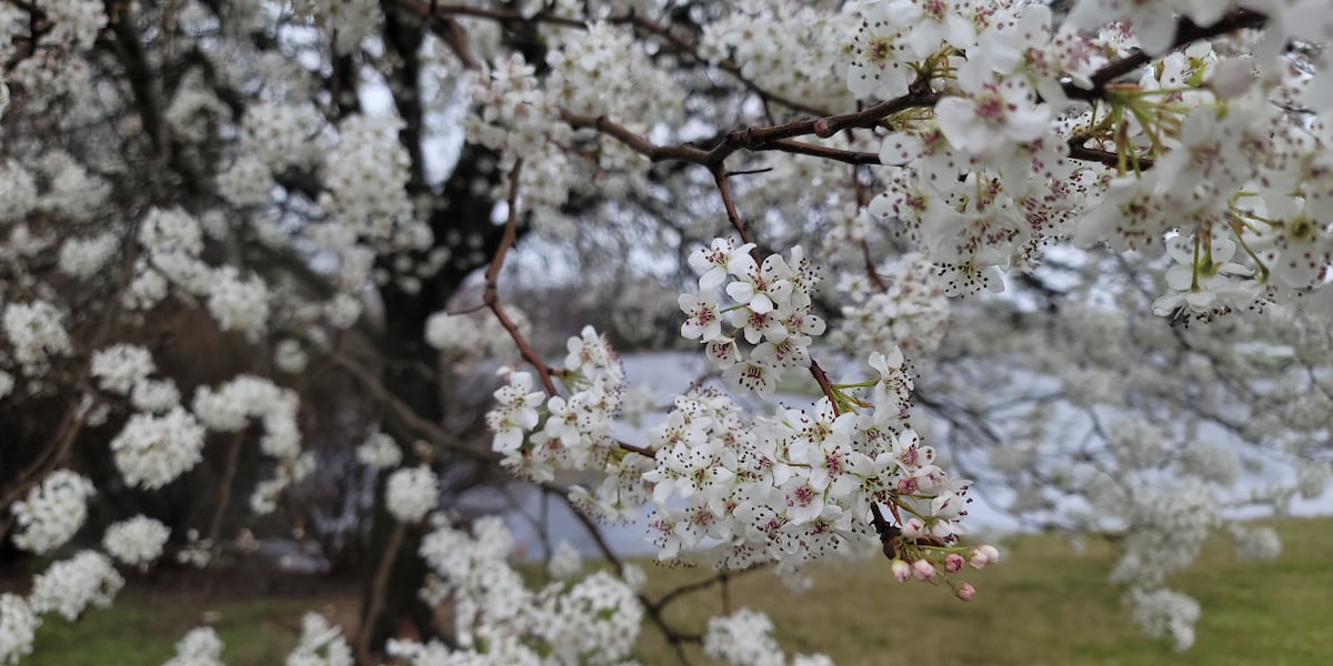 Invasive Callery & Bradford Pear tree buyback program returns in Missouri