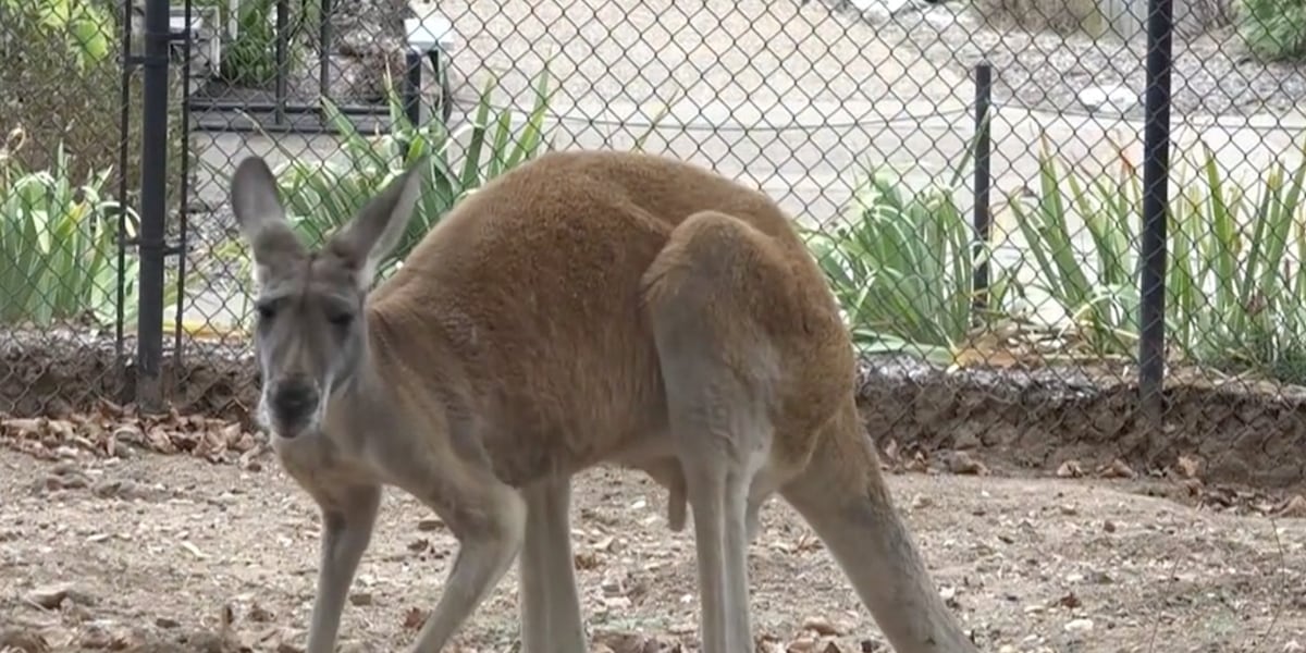Leigh’s Lost and Found Digital Extra: Dickerson Park Zookeepers give us a tour of the Australia