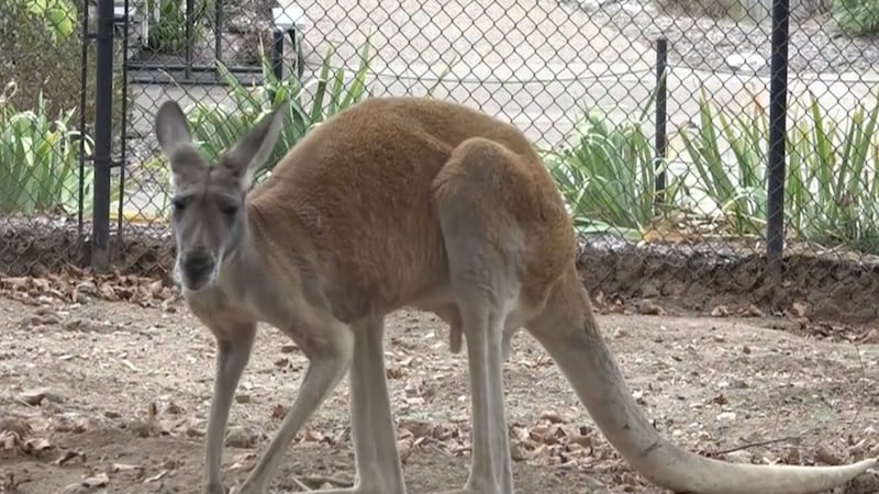 A kangaroo poses for the camera at the Dickerson Park Zoo in Springfield.