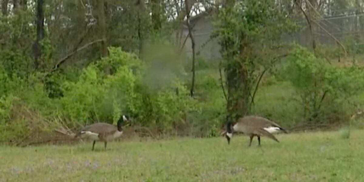 Dickerson Park Zoo says wild, migratory Canada goose tests positive for ...