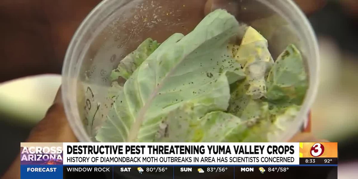 Could this tiny moth cost Yuma growers big?