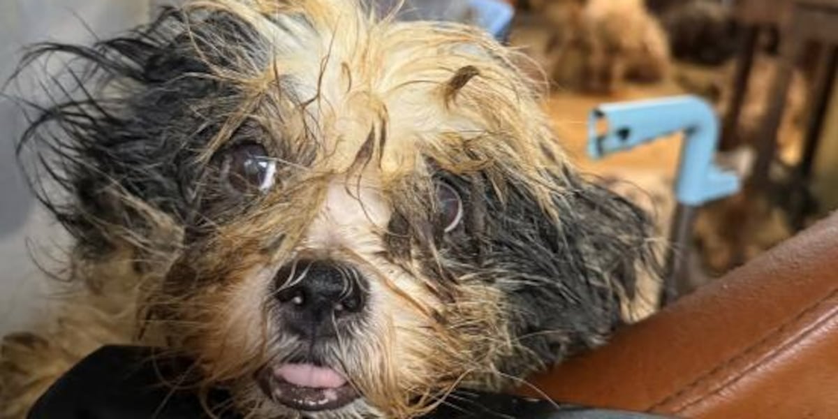 Missouri Humane Society rescues nearly 211 starving dogs and other animals in Christian County