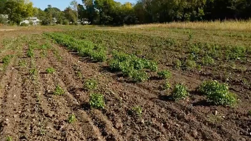 Fassnight Creek Farms' Dan Bigbee begins looking ahead to the next growing season.